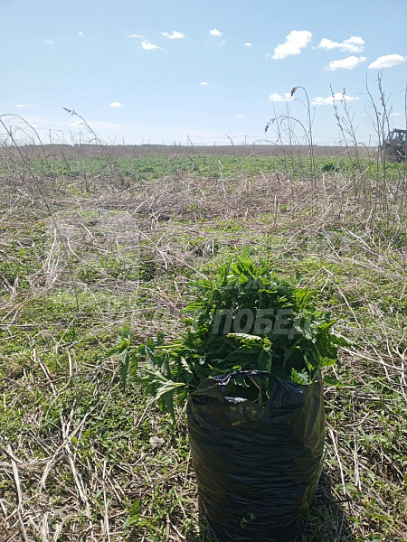 Участок 8.36 сот.