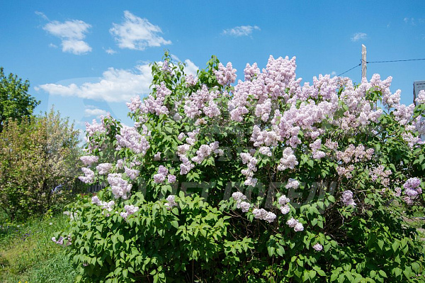 Участок 8 сот.