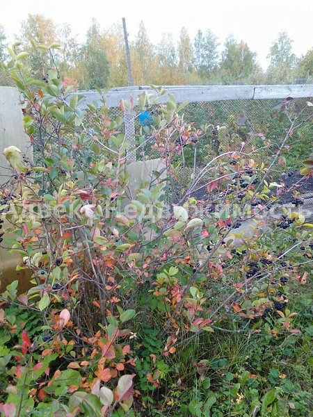 Участок 7.8 сот. Участок 7.8 сот.