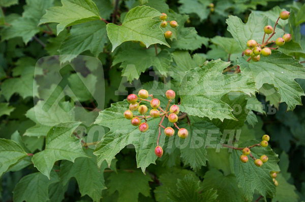 Участок 13.5 сот.