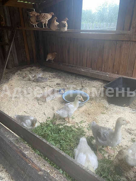 Дача/Коттедж, 35 кв.м. Дача/Коттедж, 35 кв.м.