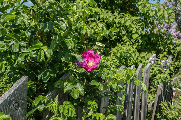 Участок, 8 сот.