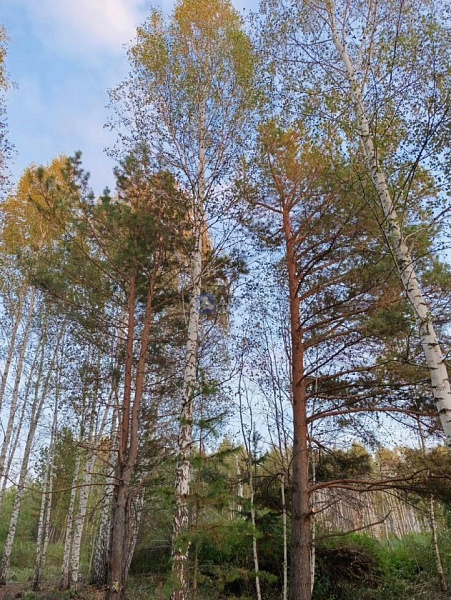 Участок 10 сот. 