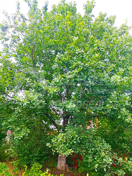 Дача/Коттедж, 55.4 кв.м.