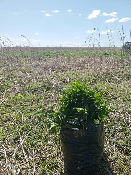 Участок 8.36 сот.