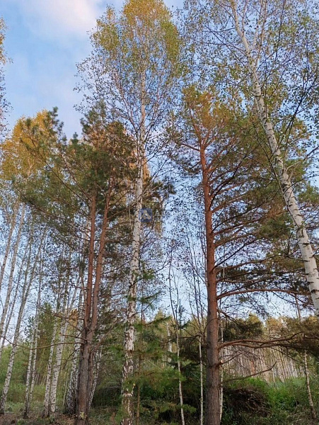 Участок 10 сот.