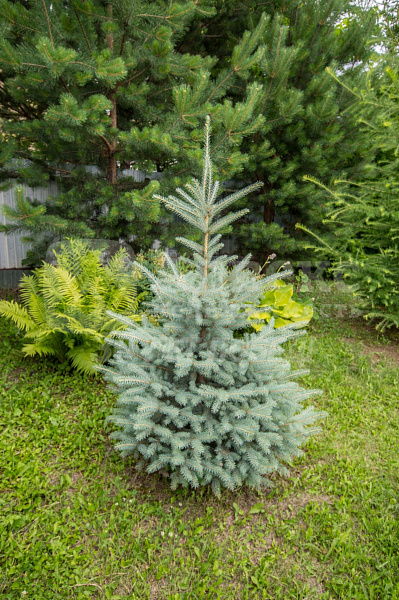 Участок 13.5 сот.