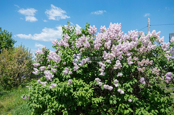 Участок 8 сот.