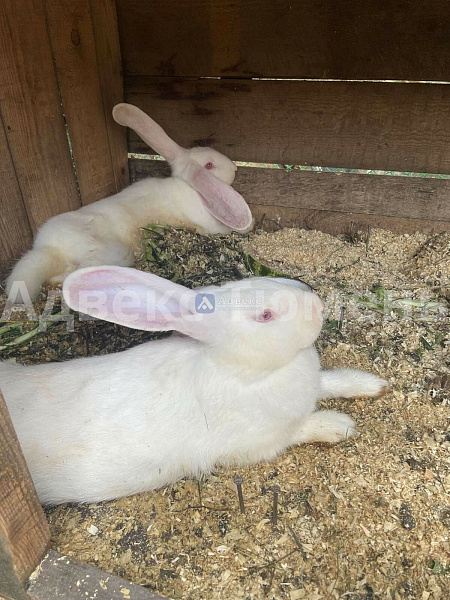 Дача/Коттедж, 35 кв.м. Дача/Коттедж, 35 кв.м.