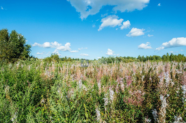 Участок, 10 сот. Участок, 10 сот.