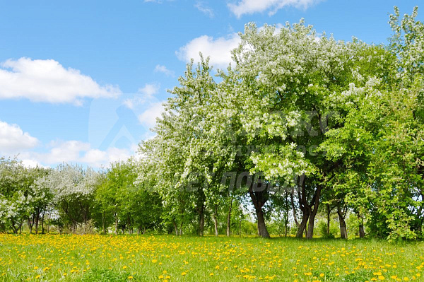 Квартира студия, 15.6 м²