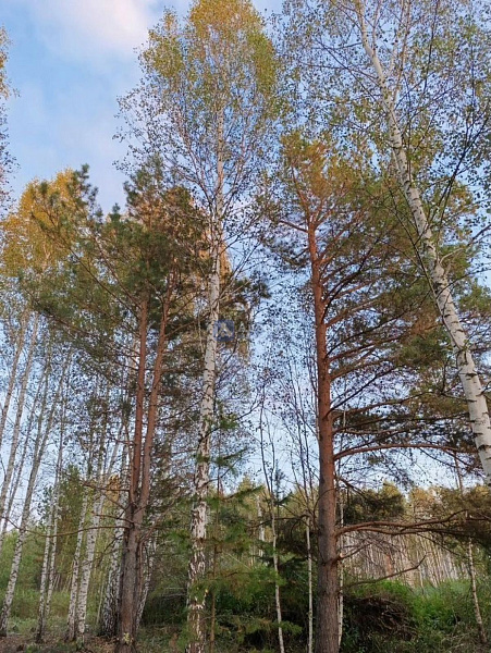 Участок 10 сот.