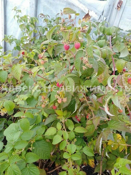 Участок 7.8 сот. Участок 7.8 сот.