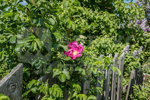 Участок 8 сот.